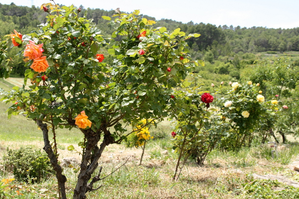 Torrebusqueta